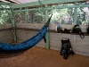 Hammock and shed