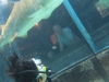 Aquarium shark diving