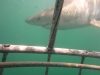 Up close and personal with a great white Shark
