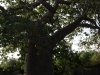 Old Baobab Tree