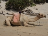 Camel at Shela Beach