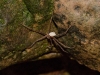 Creepy Crawly Spider