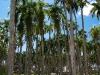 Palm Garden Paramaribo