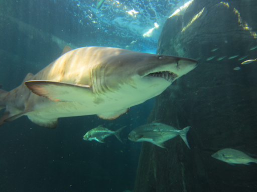 Aquarium Sharks - Cape Town